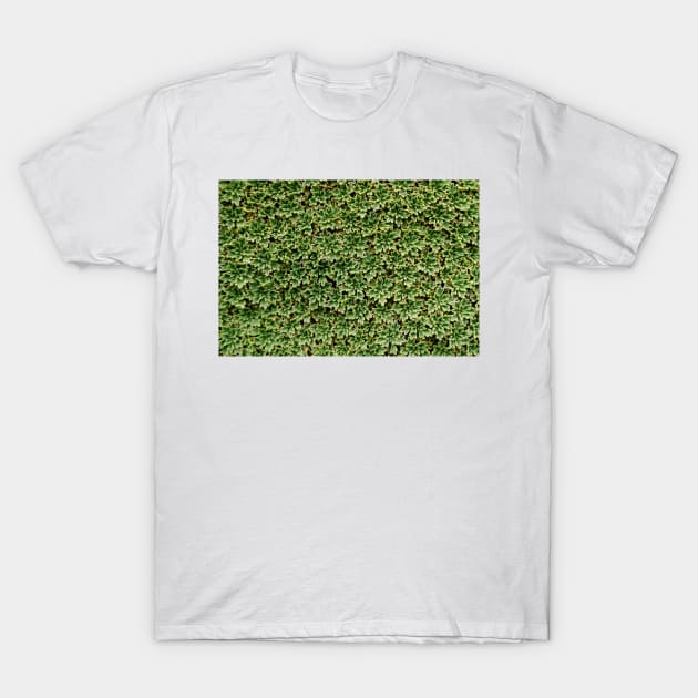 Delicate alpine plants in Patagonia T-Shirt by stevepaint